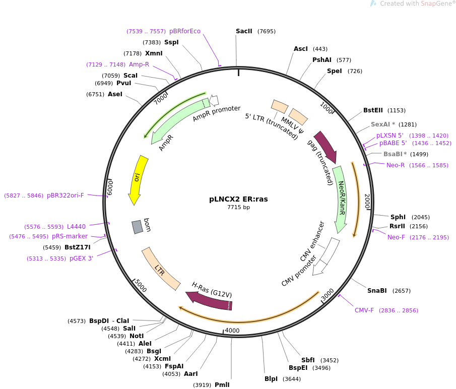 pLNCX2 ERras质粒图谱